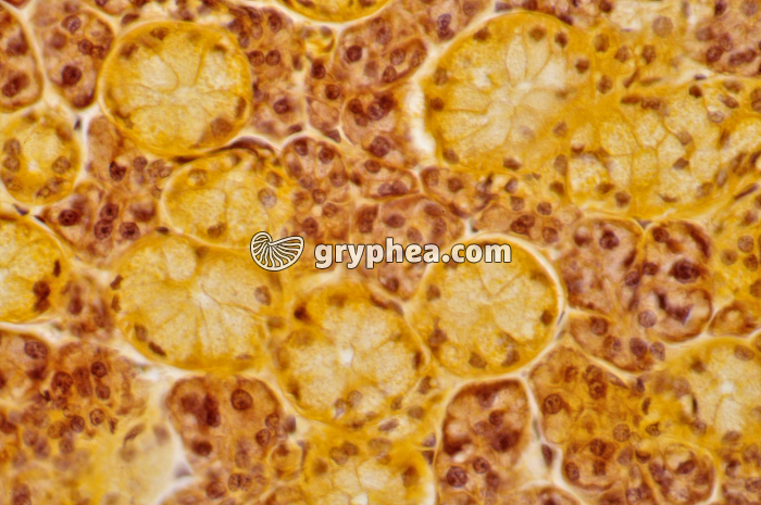 Glande salivaire x160 - gryphea.org